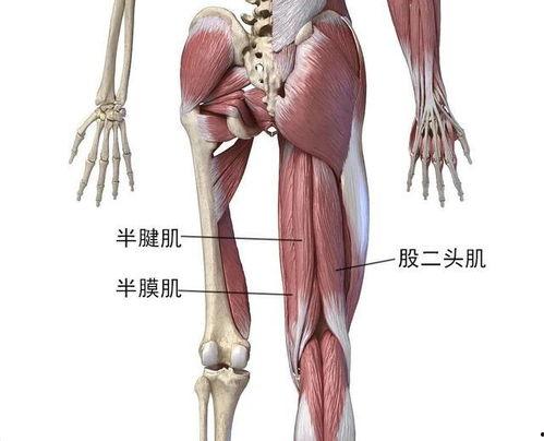 绳与肌电影在线观看,探索人体极限的视觉盛宴  第2张